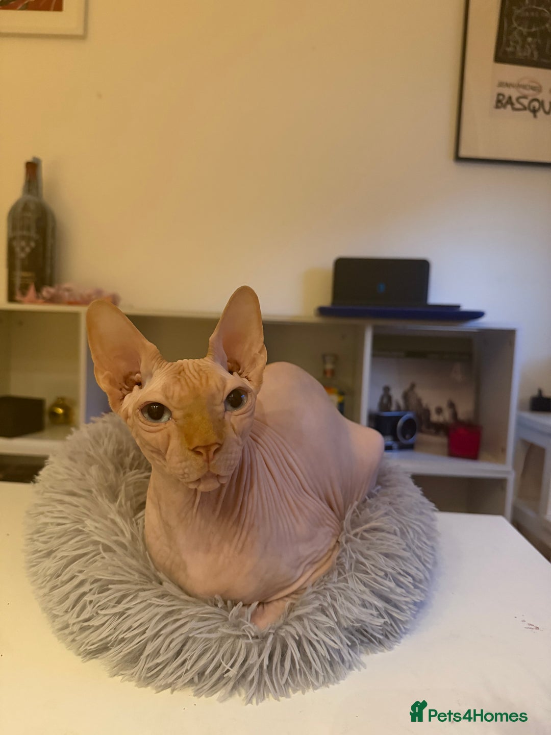 Sphynx cats for sale: Sphynx boy 2 years old  - Advert 3