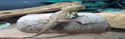 Bearded Dragon reptiles for sale: Female Bearded Dragon - Advert 2
