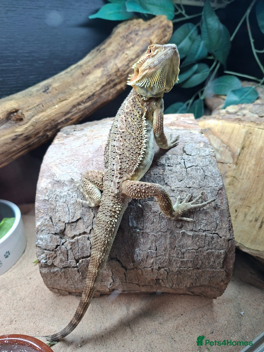 Bearded Dragon reptiles for sale: Female Bearded Dragon - Advert 2