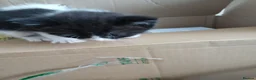 Mixed Breed cats for sale: Blended Ragdoll kittens - Advert 13