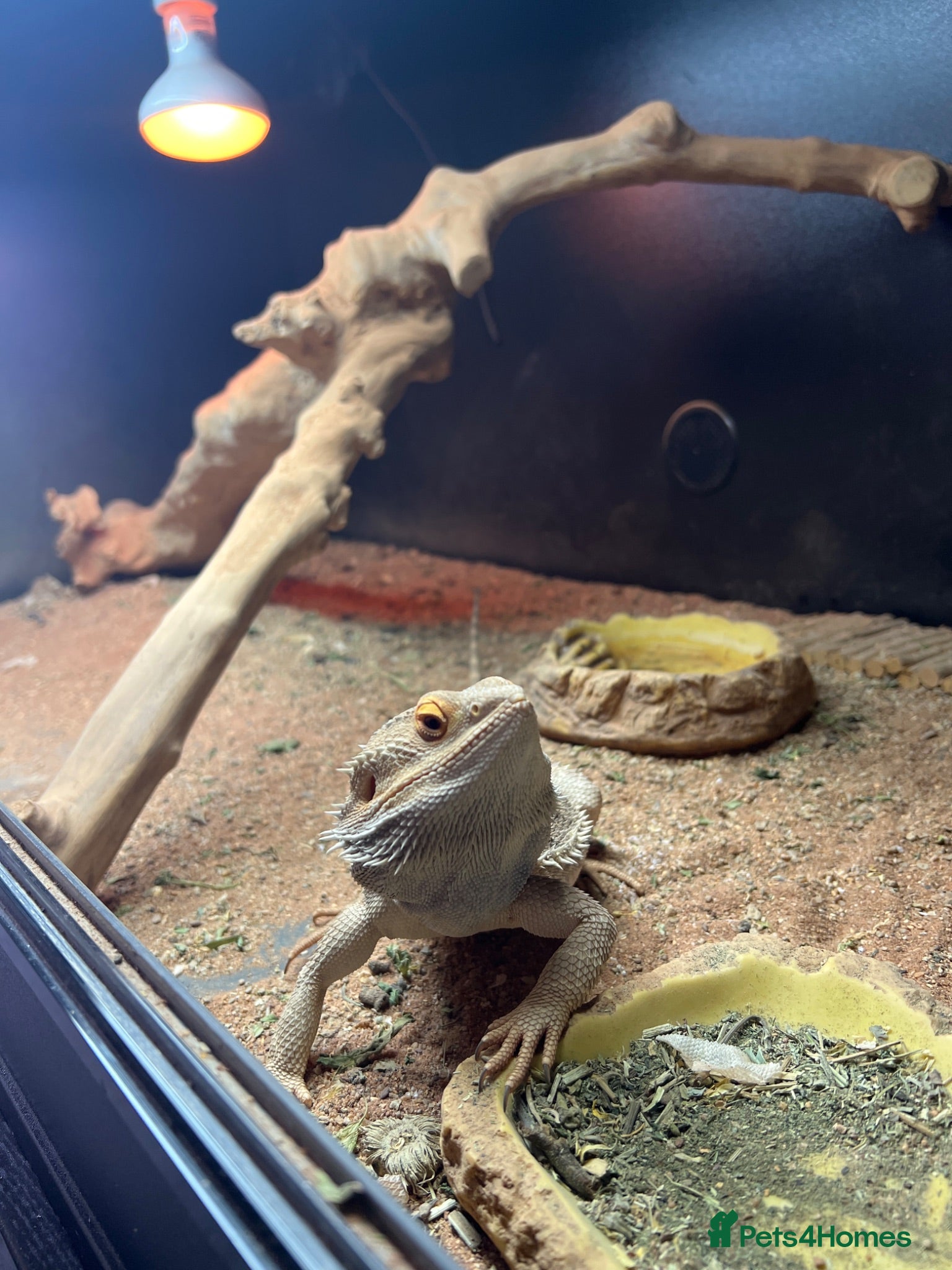Bearded Dragon reptiles Bearded dragon for sale  - Advert 7