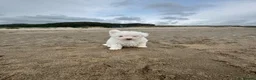 Bichon Frise dogs for sale: 🐶🤍 1 PUPPY LEFT!🐶🤍💙 - Advert 6