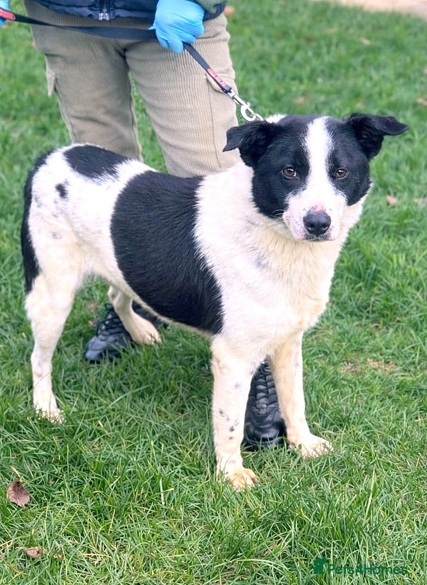 Mixed Breed dogs 🐾 Meet MARLEY 🐾 - a Lovely Boy for a Loving Home - Advert 2