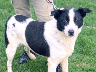Mixed Breed dogs 🐾 Meet MARLEY 🐾 - a Lovely Boy for a Loving Home - Advert 2