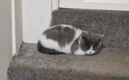 British Shorthair cats for sale: 😍 READY NOW gccf reg British shorthair kittens - Advert 3