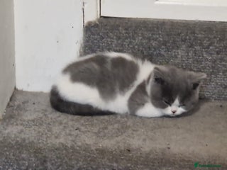 British Shorthair cats - Advert 8