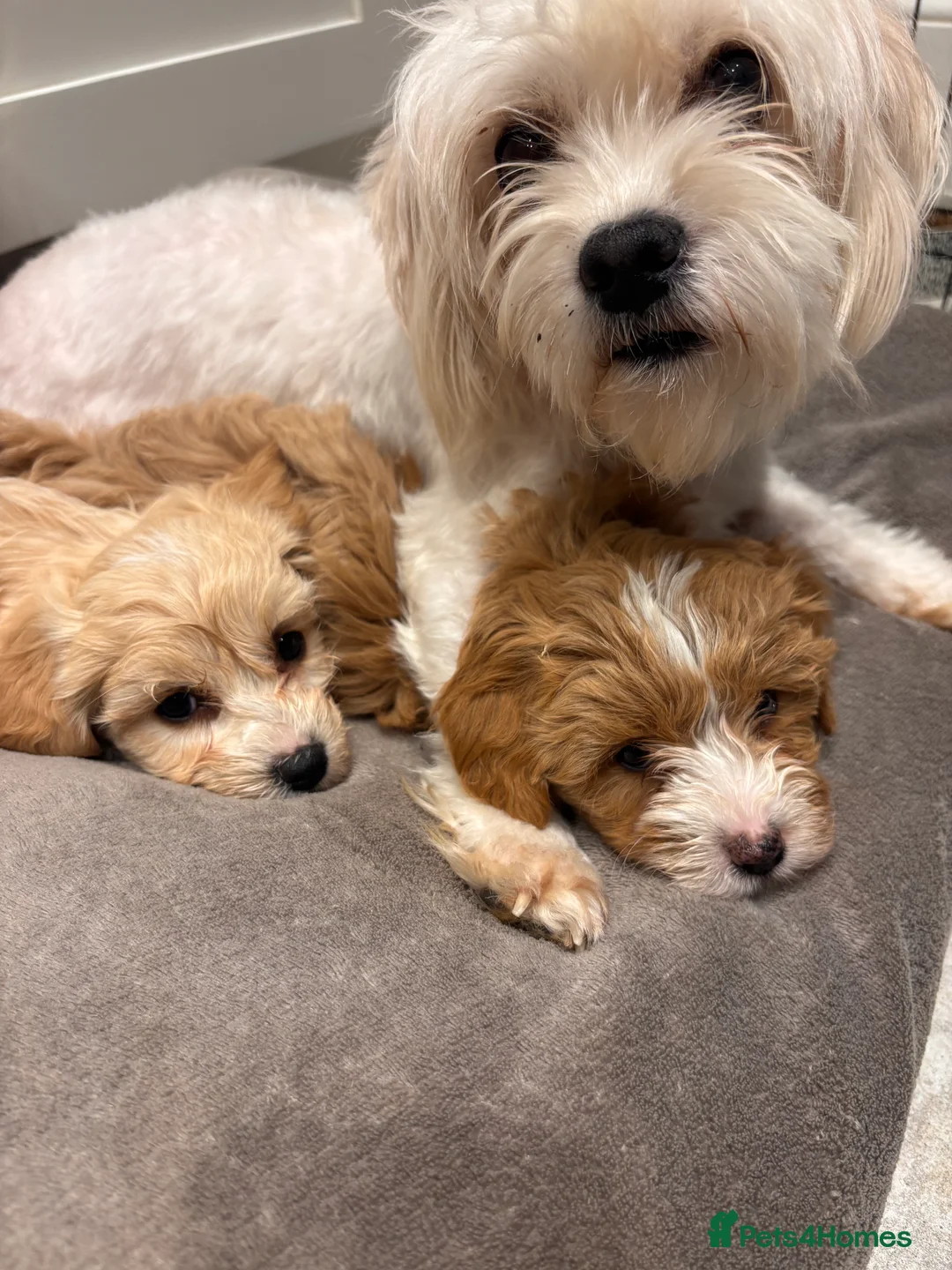 Maltese dogs for sale: Stunning F1 health tested Maltipoo pups in Northallerton - Advert 3