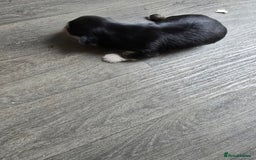 Morkie dogs for sale: Morkie puppies for sale - Image 9