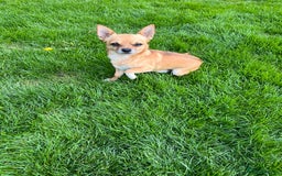 Chihuahua dogs for sale: 3 beautiful chihuahuas - Image 19