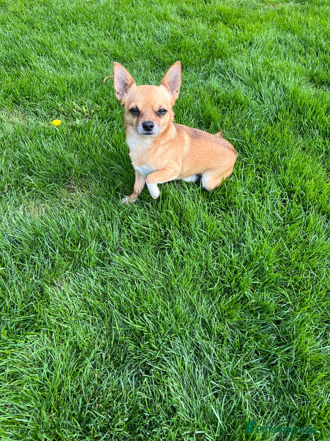 Chihuahua dogs for sale: 3 beautiful chihuahuas - Image 19