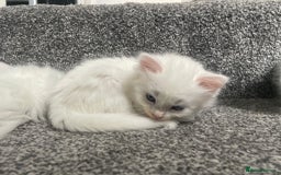 British Shorthair cats for sale: White SHD Kittens for sale - Image 5