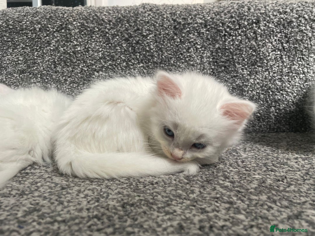British Shorthair cats for sale: White SHD Kittens for sale - Image 5