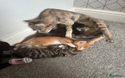 Domestic Shorthair cats for sale: 3 beautiful kittens for sale.  - Image 11