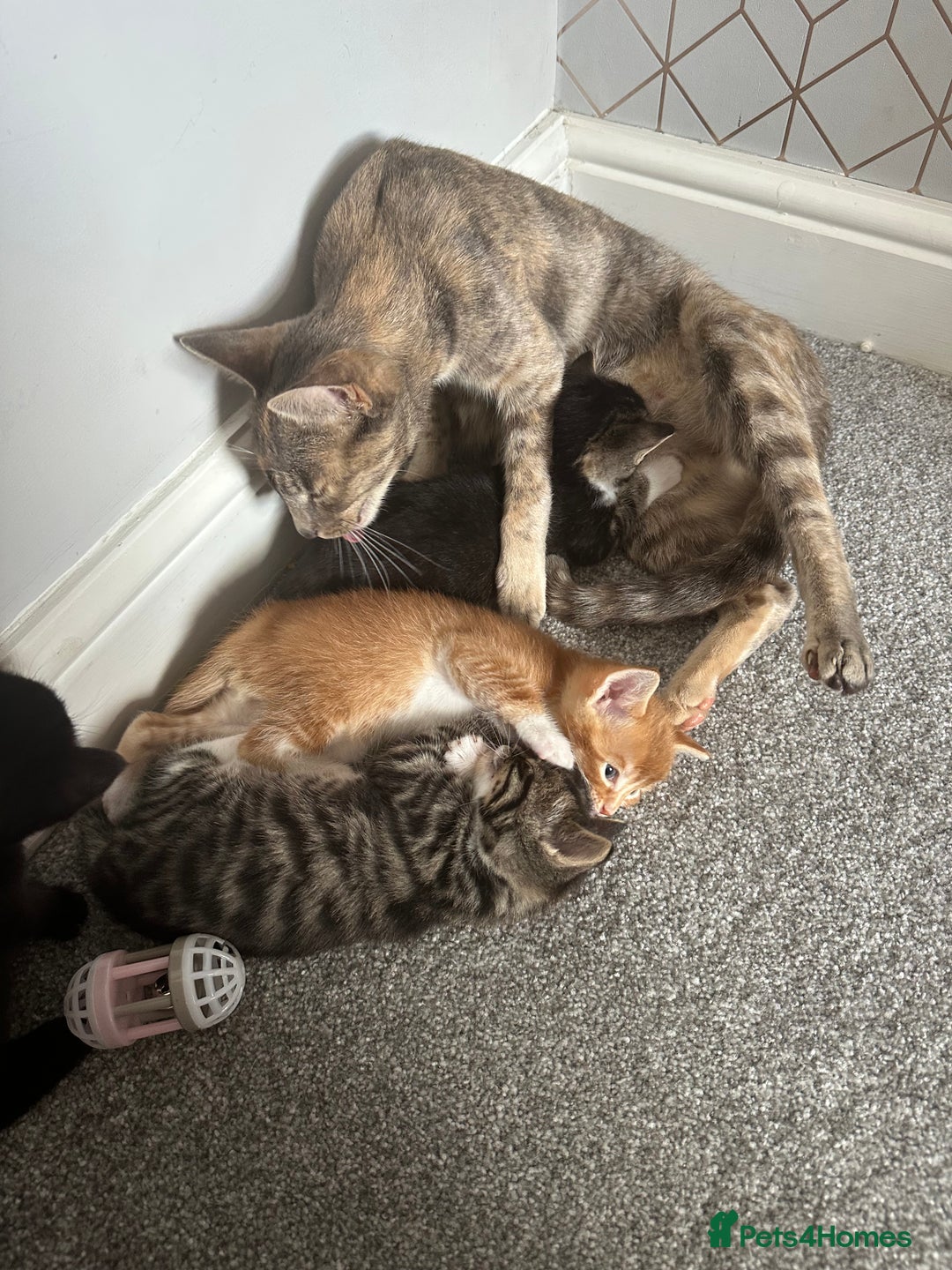 Domestic Shorthair cats for sale: 3 beautiful kittens for sale.  - Image 11