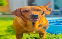 Mixed Breed dogs for sale: Labrastaff puppies for sale - Image 11