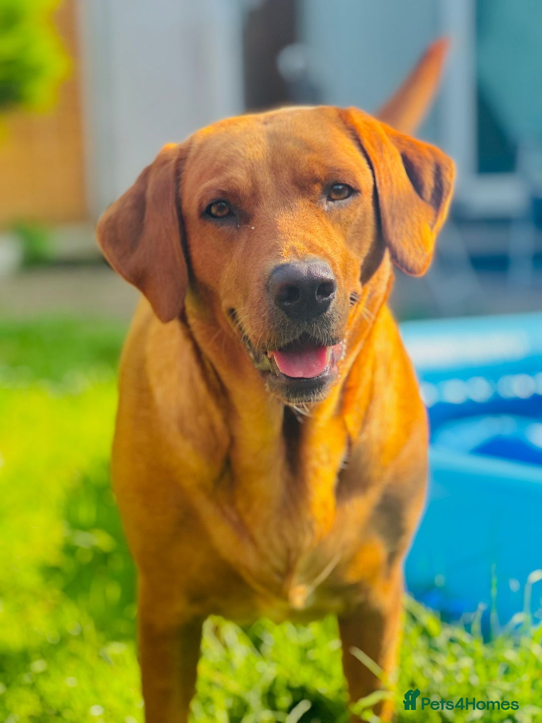 Mixed Breed dogs for sale: Labrastaff puppies for sale - Image 11