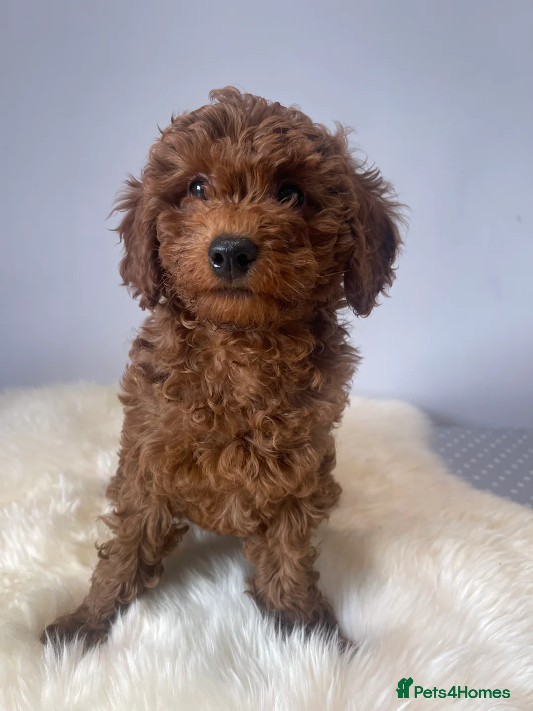 Cavapoo dogs for sale: ⭐️Top Quality Health Tested Toy Cavapoo Puppies⭐️ - Advert 2