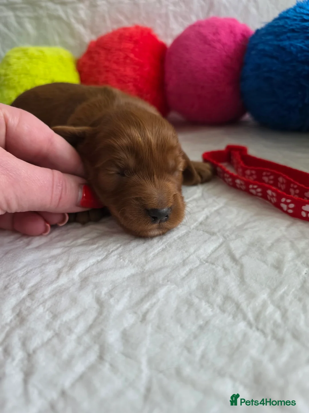 Australian Labradoodle dogs for sale:  👑 Multigen Toy Bred Australian Double Doodles 👑 - Advert 20