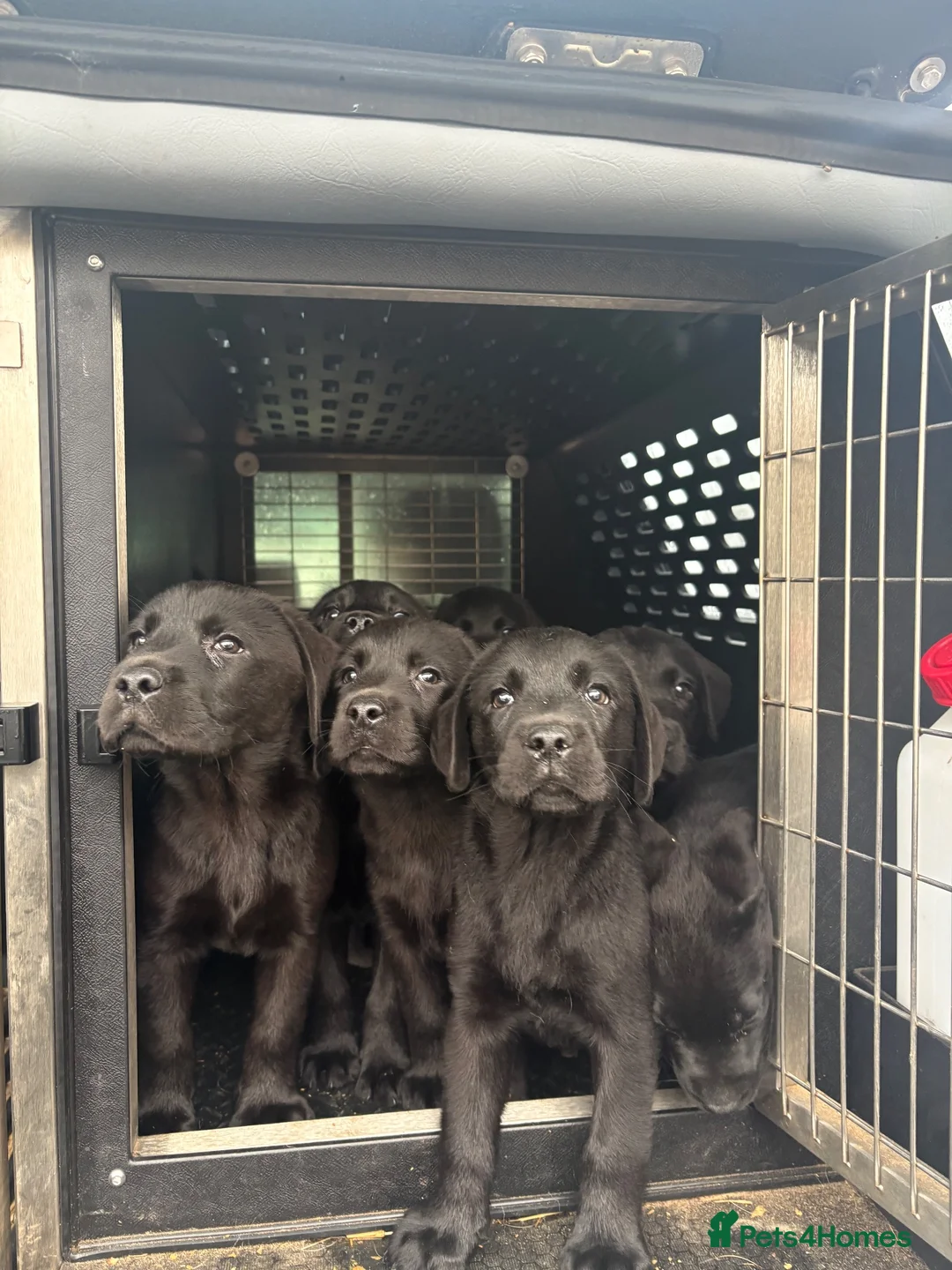 Labrador Retriever dogs for sale: Labrador puppies - Advert 2