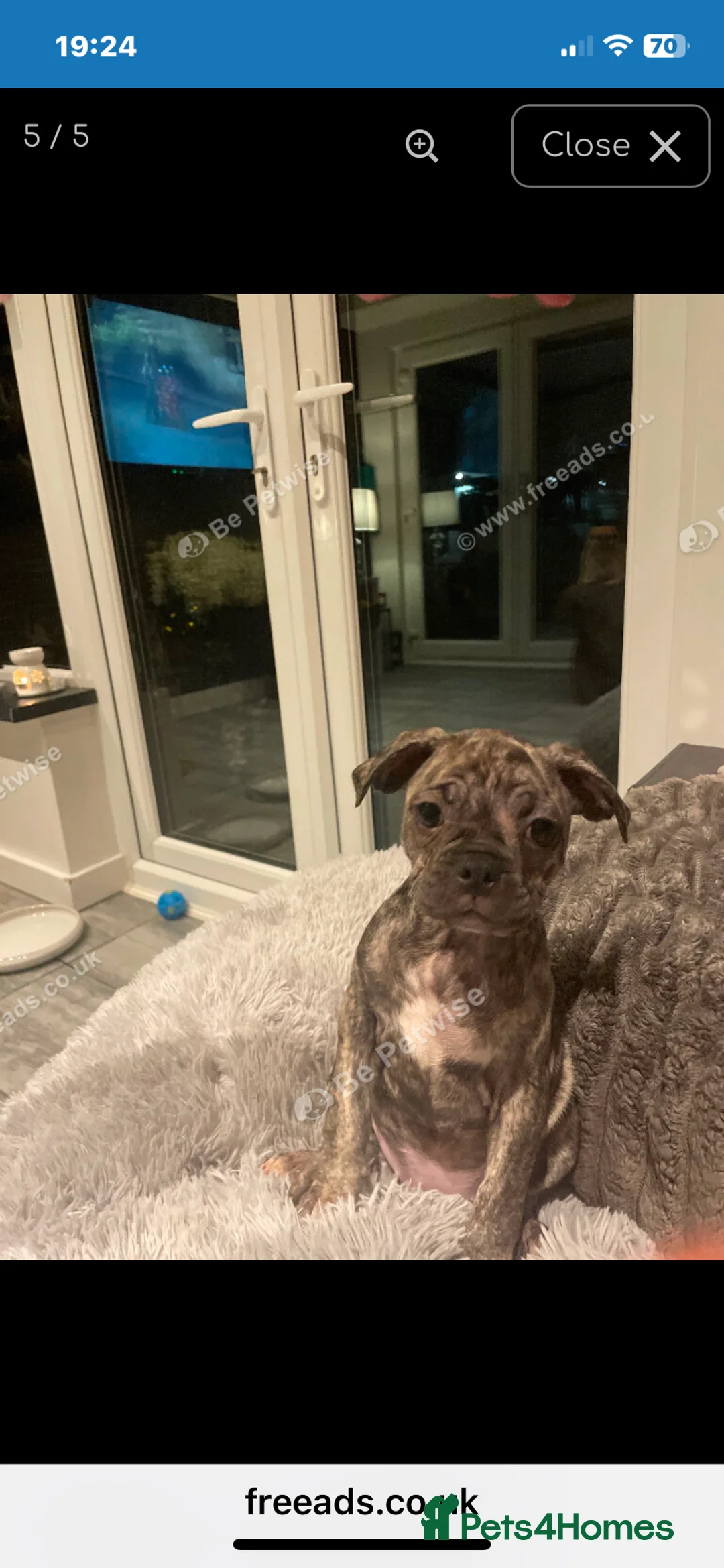 Mixed Breed dogs for sale: Frugs - Advert 3