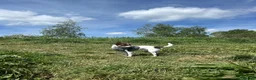Chihuahua dogs for stud: Beautiful Chocolate and White Deer Head Chihuahua - Advert 3