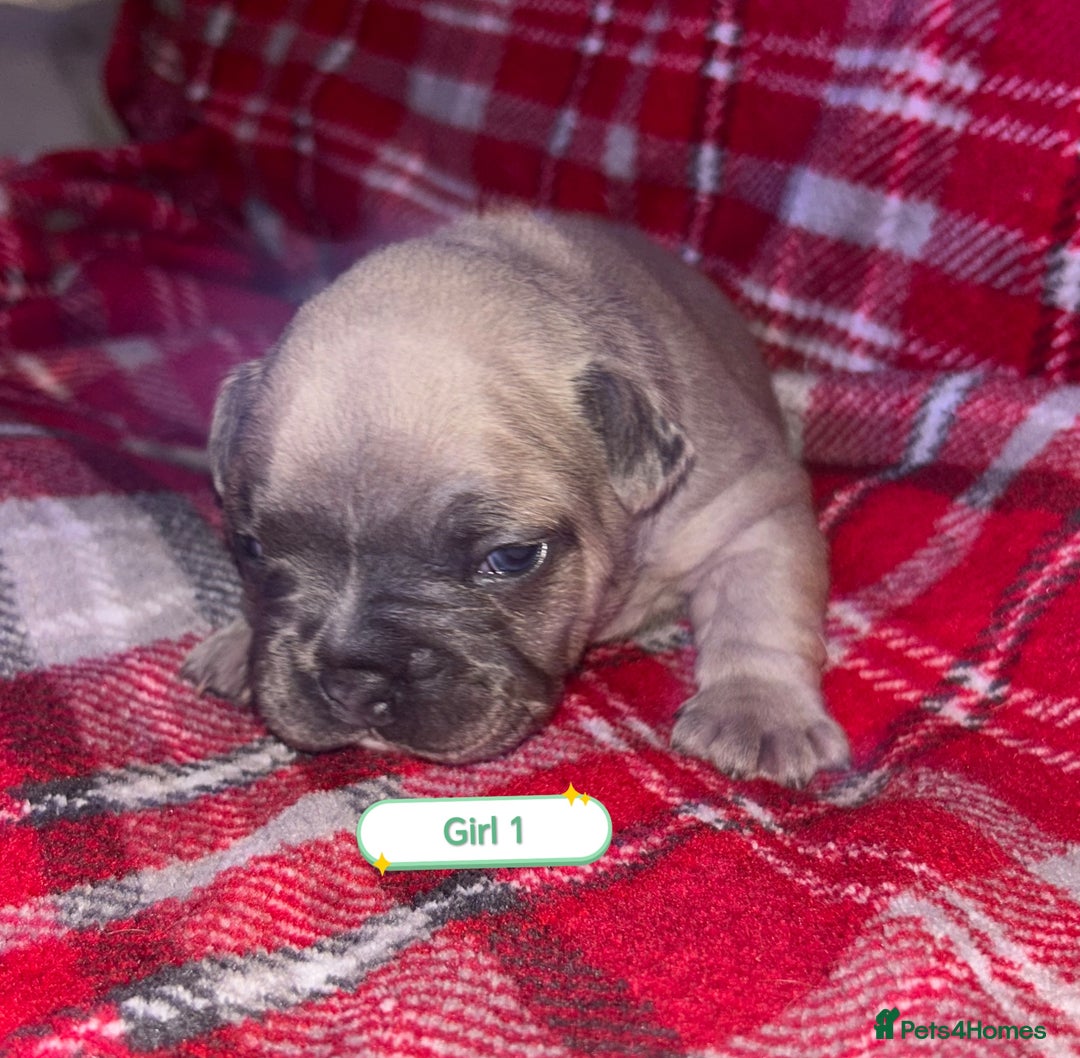 French Bulldog dogs for sale: 3 x Stunning French Bulldog Puppies  - Advert 2