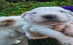 Pyrenean Mountain Dog dogs for sale: Polish tatra mountain sheepdog - Image 8