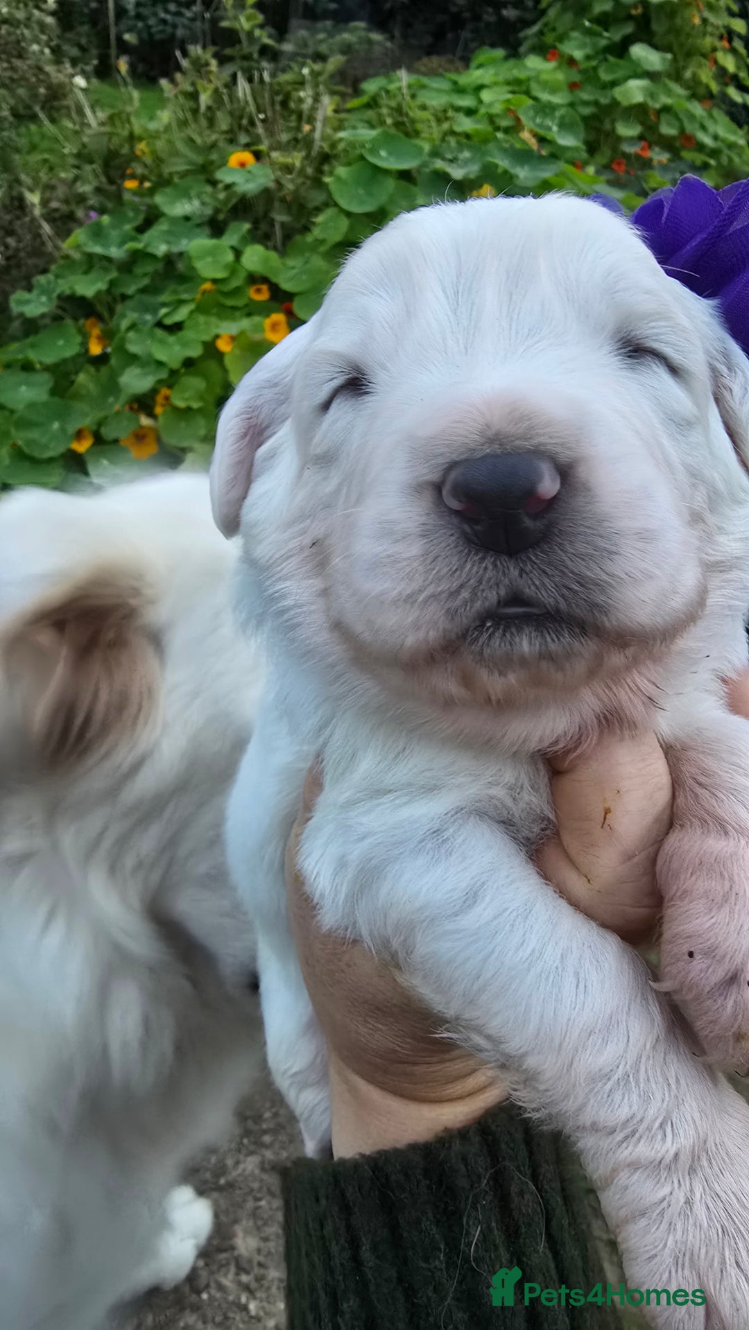 Pyrenean Mountain Dog dogs for sale: Polish tatra mountain sheepdog - Image 8