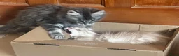 Maine Coon cats for sale: Maine Coons  - Advert 9