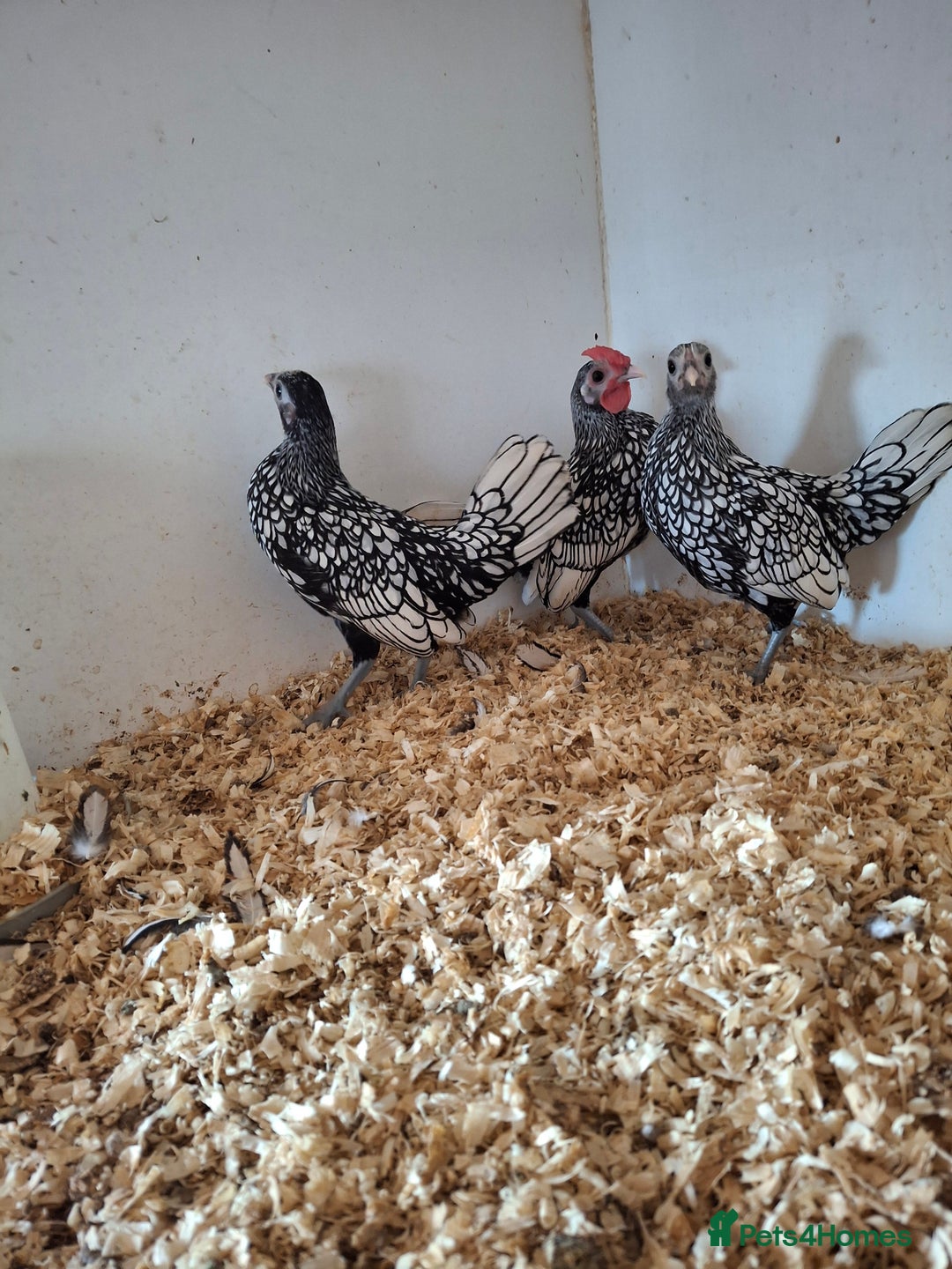 Chickens poultry for sale: Trio of silver laced sebrights  - Image 1