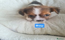 Jack Russell dogs for sale: Jack Russell Puppies | Rough coated | 2 Pups left - Image 4