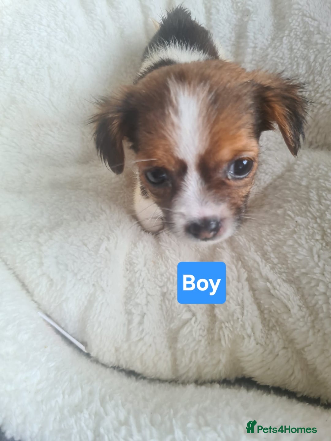 Jack Russell dogs for sale: Jack Russell Puppies | Rough coated | 2 Pups left - Image 4
