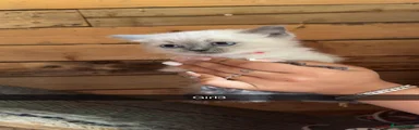 Ragdoll 1