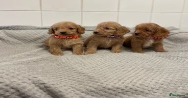 Cockapoo dogs - Advert 3