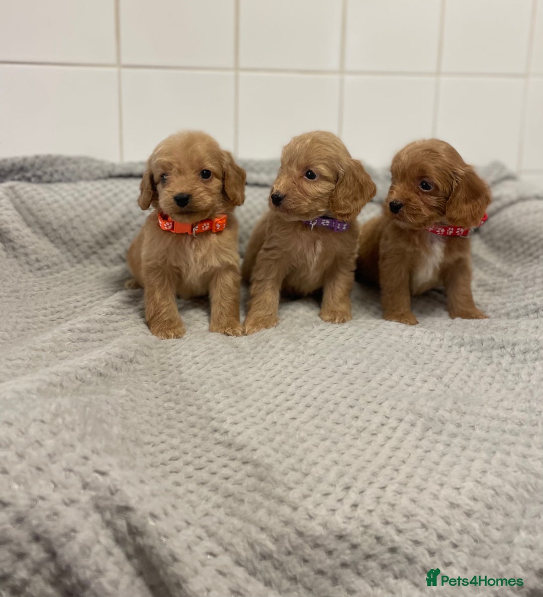Cockapoo dogs for sale: Beautiful pra clear cockapoo puppy’s  - Image 4