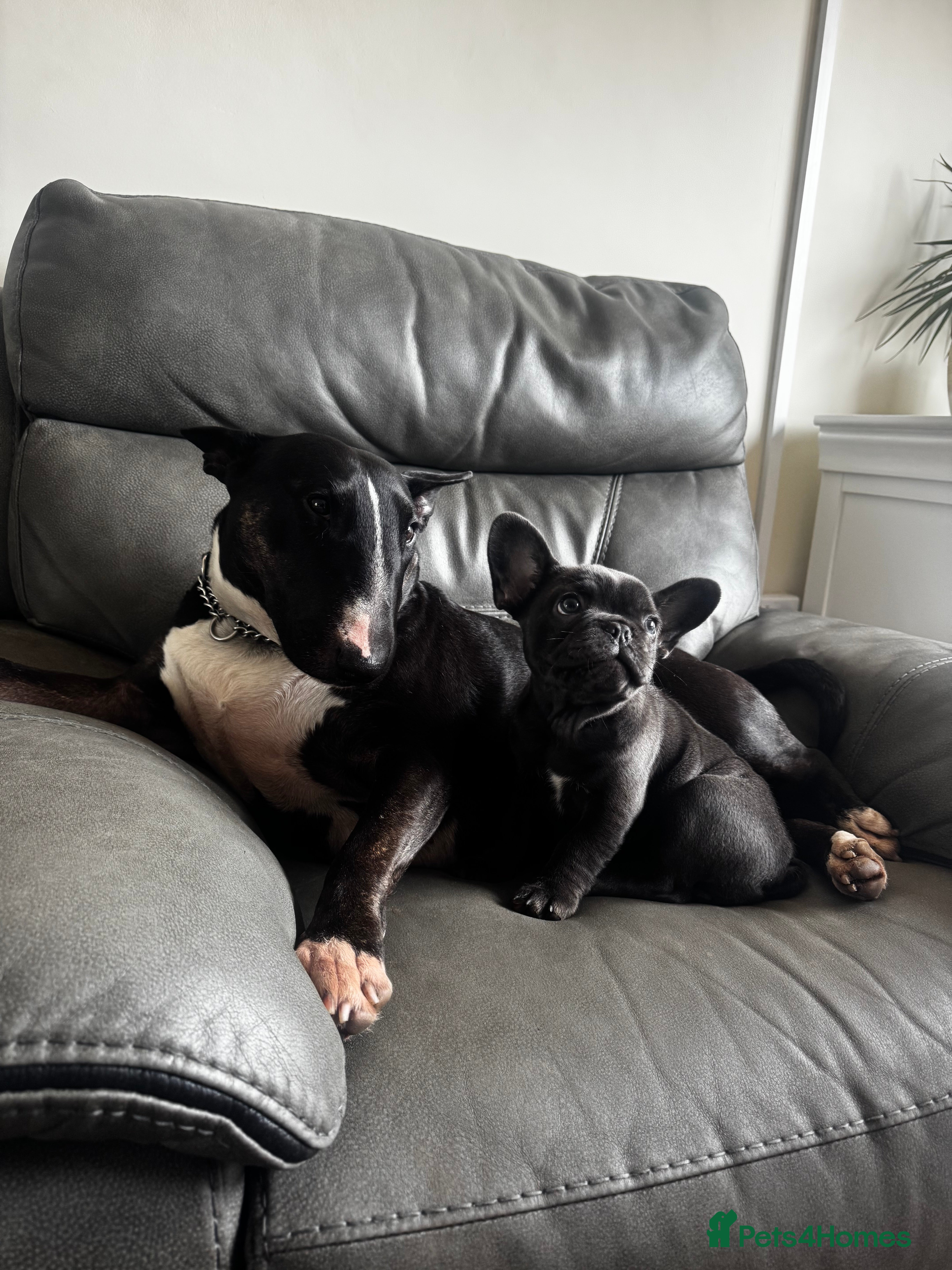 French Bulldog dogs French Bulldog Bitch - Advert 11