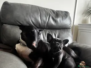 French Bulldog dogs French Bulldog Bitch - Advert 2