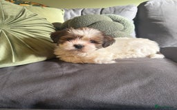 Shih Tzu dogs for sale: 🐾 Beautiful Shih Tzu Puppy - Advert 3