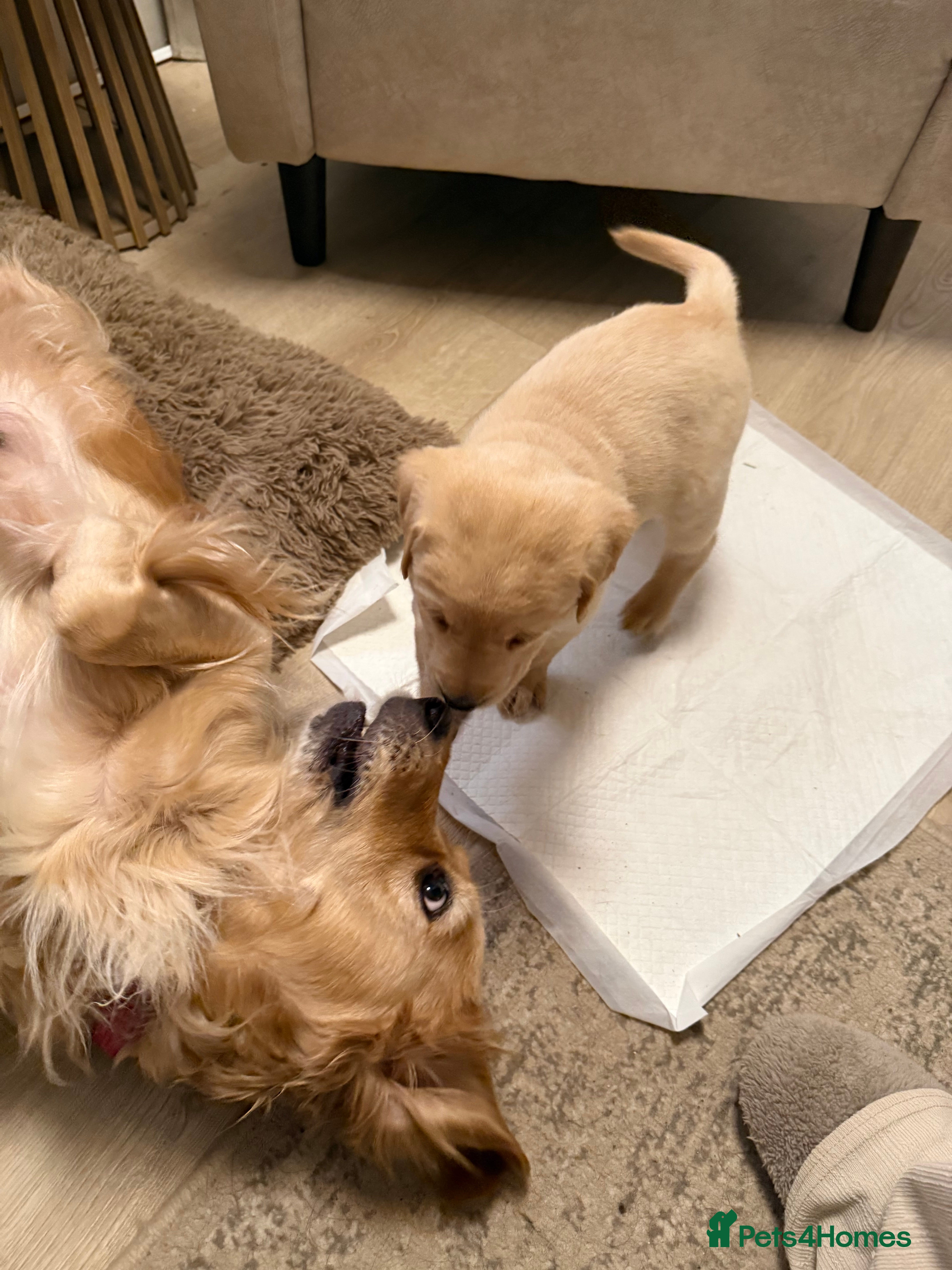 Goldador dogs Adorable Goldador Puppies - Ready 12th Feb - Advert 1