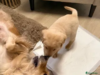 Goldador dogs Adorable Goldador Puppies - Ready 12th Feb - Advert 1