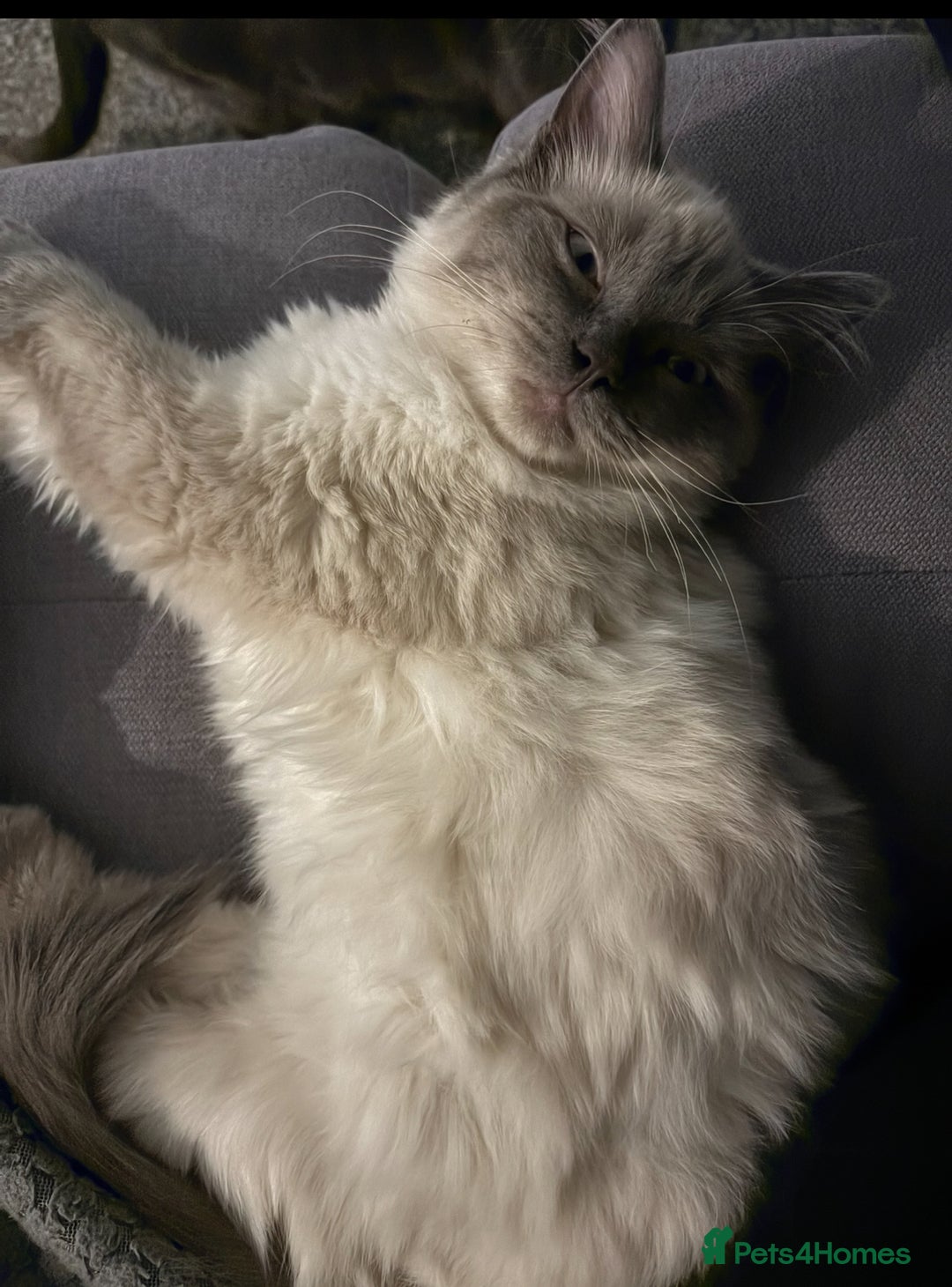 Russian Blue cats for sale: Ragdoll / Russian blue kittens available now  - Image 6