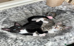 Mixed Breed cats for sale: Beautiful kittens ready for loving new homes.  - Image 27