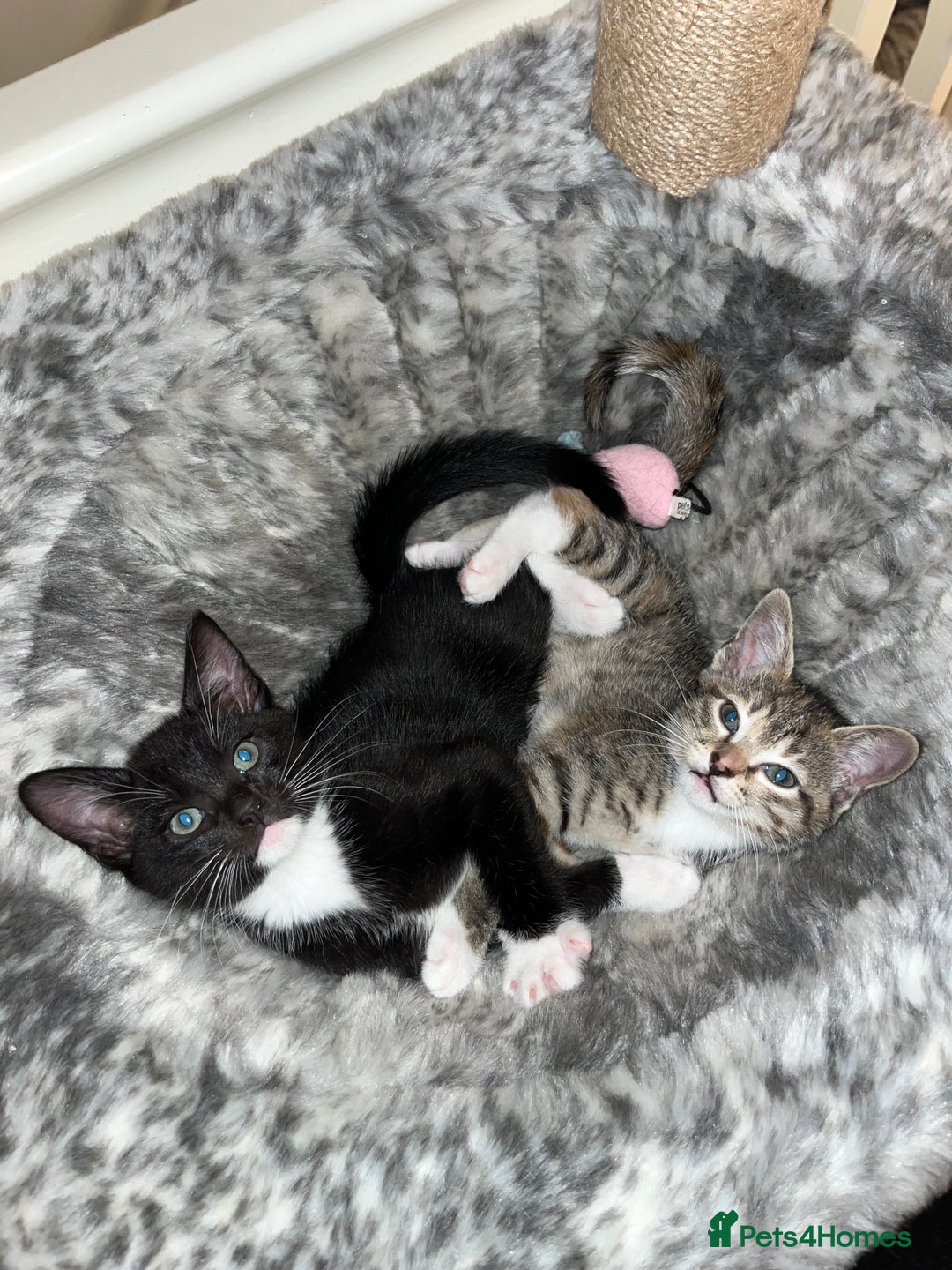 Mixed Breed cats for sale: Beautiful kittens ready for loving new homes.  - Image 27