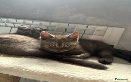 Scottish Fold cats for sale: Scottish fold kittens ready to find new homes - Image 35