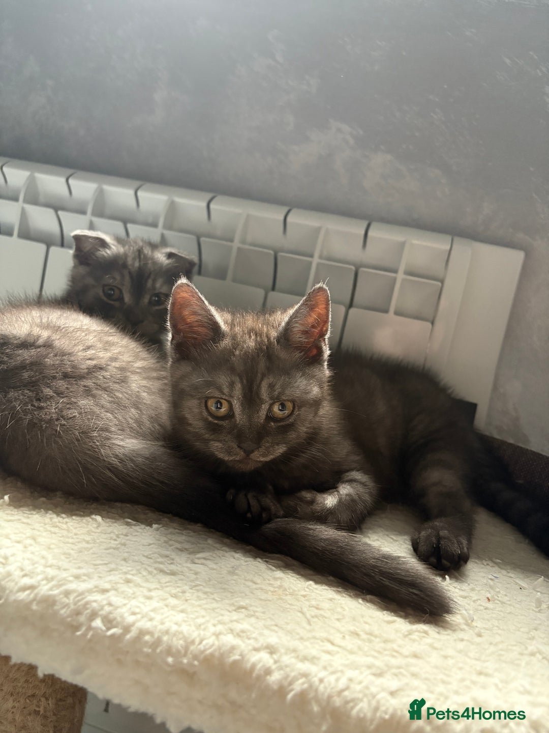 Scottish Fold cats for sale: Scottish fold kittens ready to find new homes - Image 35