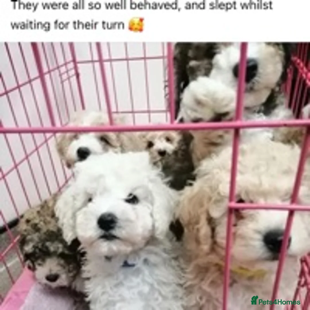 Poodle dogs for stud: 🏆PROVEN🏆sable miniature poodle health tested in Havant - Advert 16