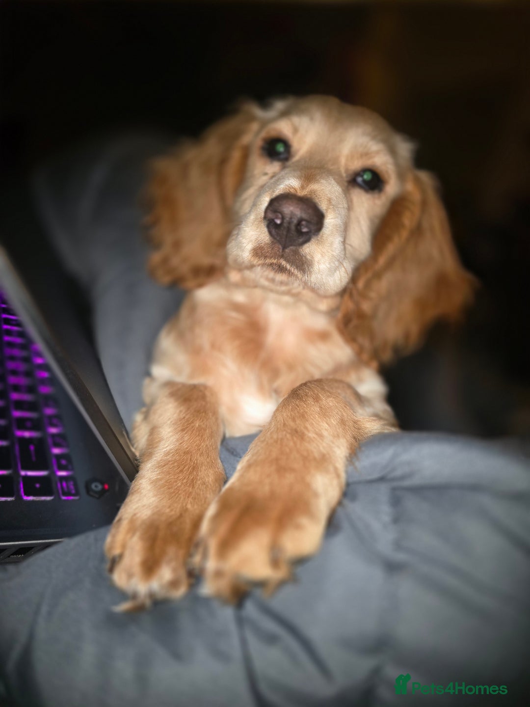 Sprocker dogs for sale: Sprocker Puppy  - Advert 2