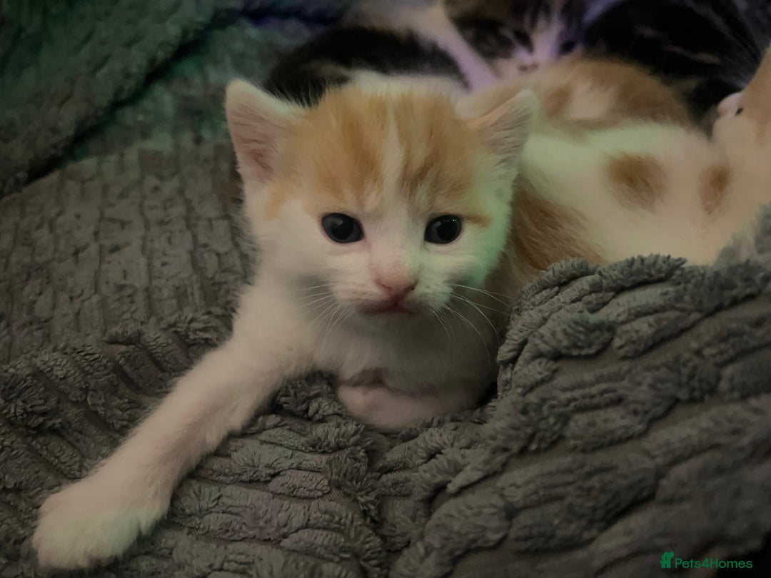 Mixed Breed cats for sale: Mixed breed kittens loving for their forever home - Advert 25