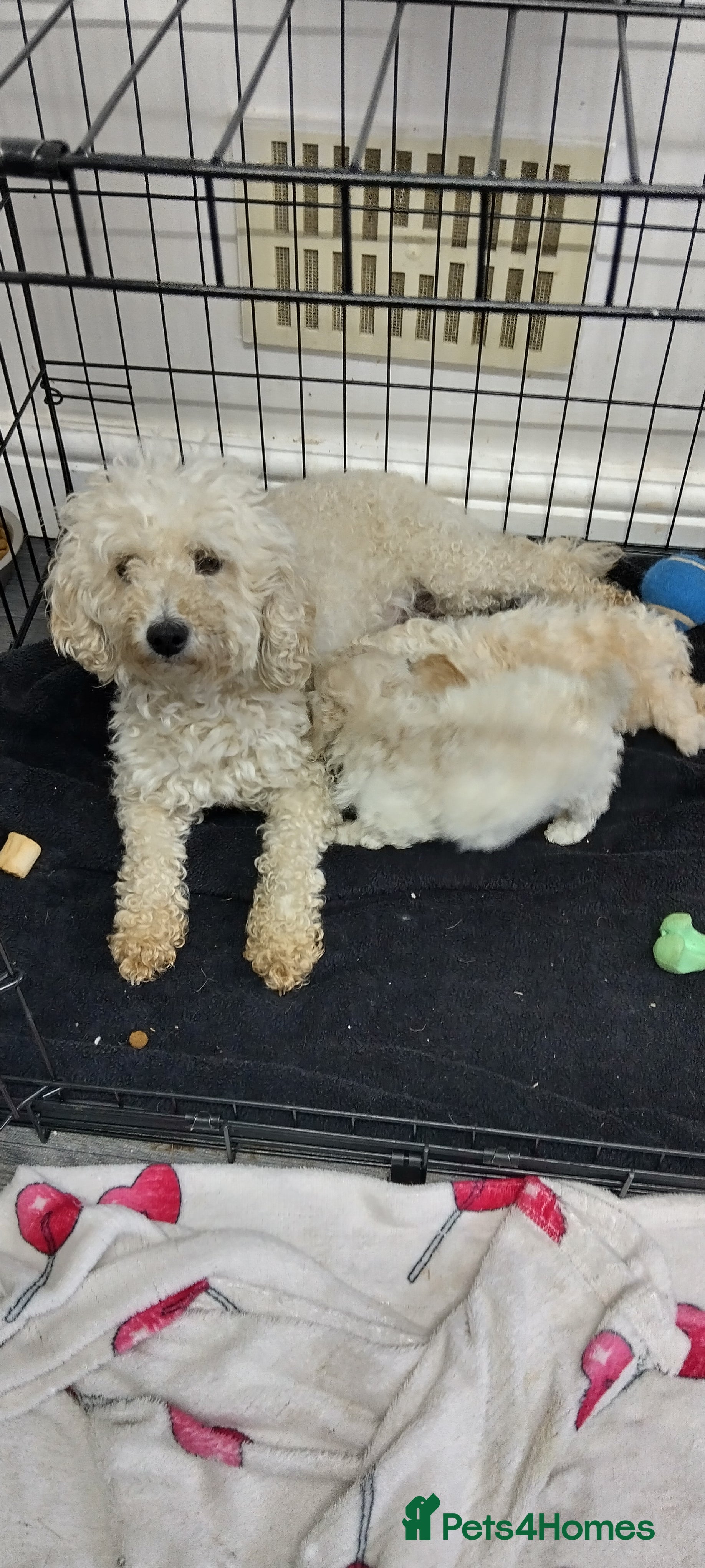 Miniature Poodle dogs Beautiful miniature poodles  - Advert 16