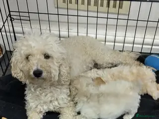 Miniature Poodle dogs Beautiful miniature poodles - Advert 16